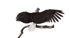 screenshot thumbnail