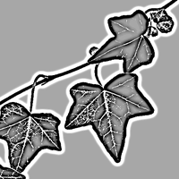 Ivy icon